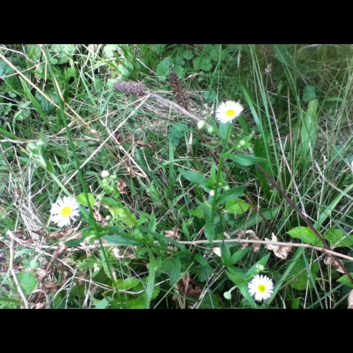 Spotting Project Noah