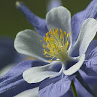 Blue Columbine