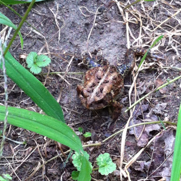 Common toad | Project Noah