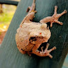 Gray Tree Frog