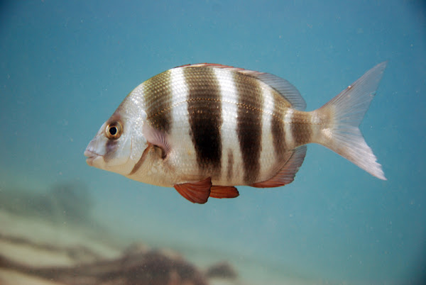 Zebra seabream | Project Noah