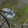 Blue-grey Gnatcatcher