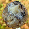 Goldenrod Gall Fly