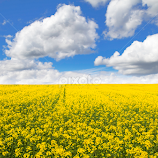 Colza field by Valics Lehel -  