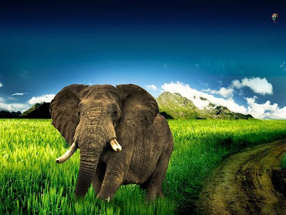 Elephant Wallpaper Screenshots 14