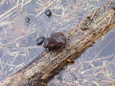 American Toad