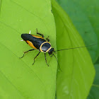 Gold Bordered Cockroach