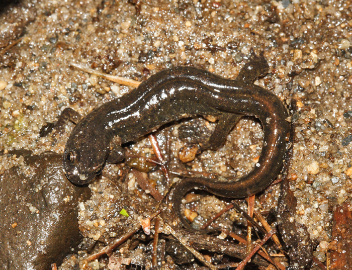 Northern Dusky Salamander
