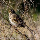 Meadow Pipit; Bisbita Común