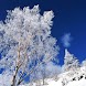 3D Ice tree