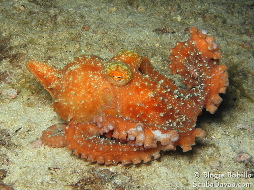 Reef Octopus