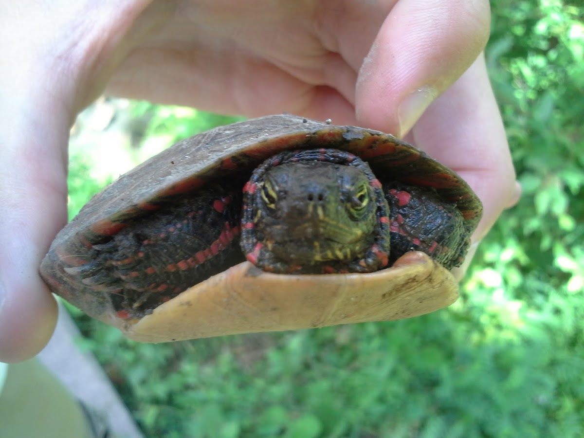 Midland painted turtle