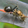 spiny ant (queen)