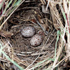 Indochinese Bushlark (nest +eggs)