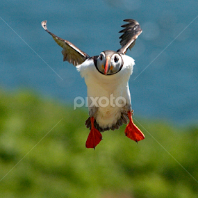 by James Blyth Currie - Animals Birds