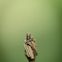 Bagworm Moth Larva