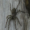 Fishing Spider, female