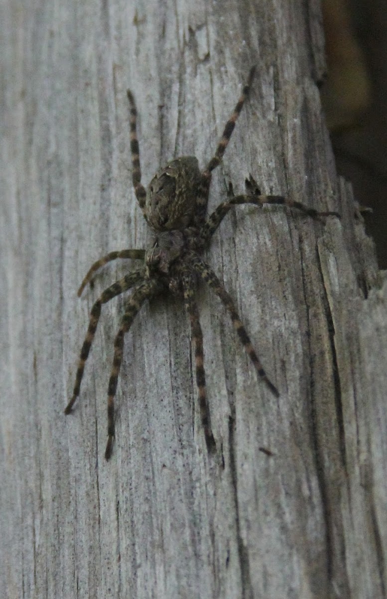 Fishing Spider, female