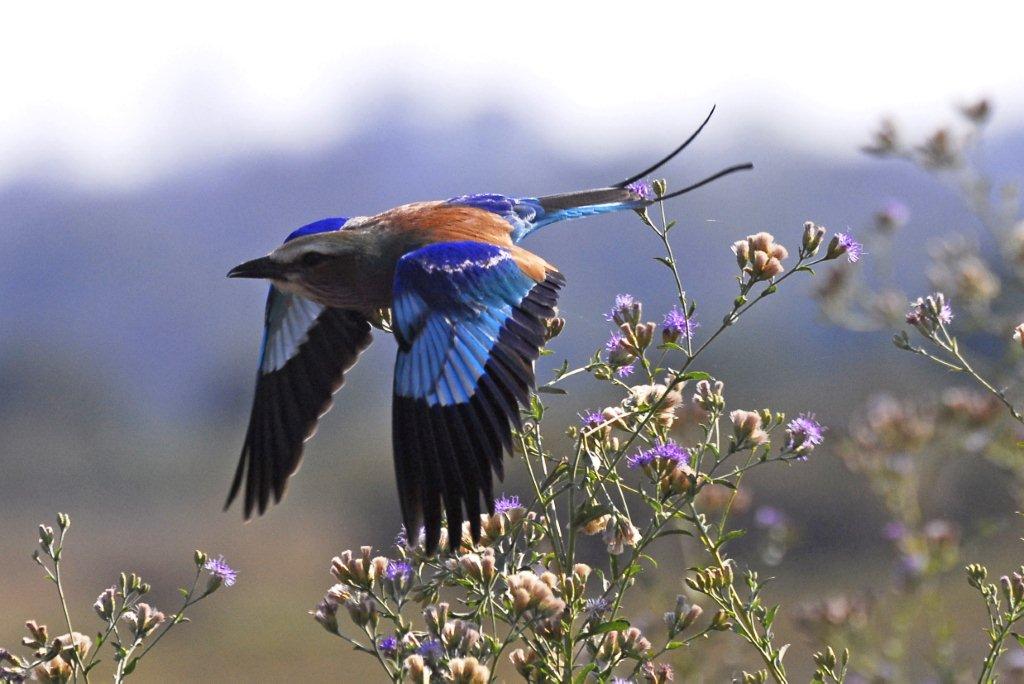 Lilac-breasted Roller