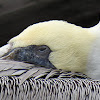 Brown pelican nap