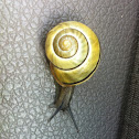 Grove Snail