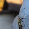 Ailanthus Webworm Moth