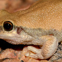 Desert Tree Frog