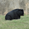Asian black bear or moon bear or white-chested bear