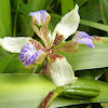 Iris-da-praia (Walking Iris, Apostle's Iris or Apostle Plant)