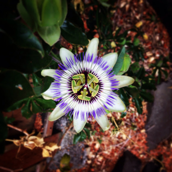Blue Passion Flower Project Noah