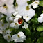 Seven-spotted Lady Beetle