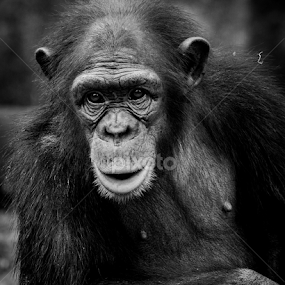 by Binoka Nadiranga - Animals Other Mammals
