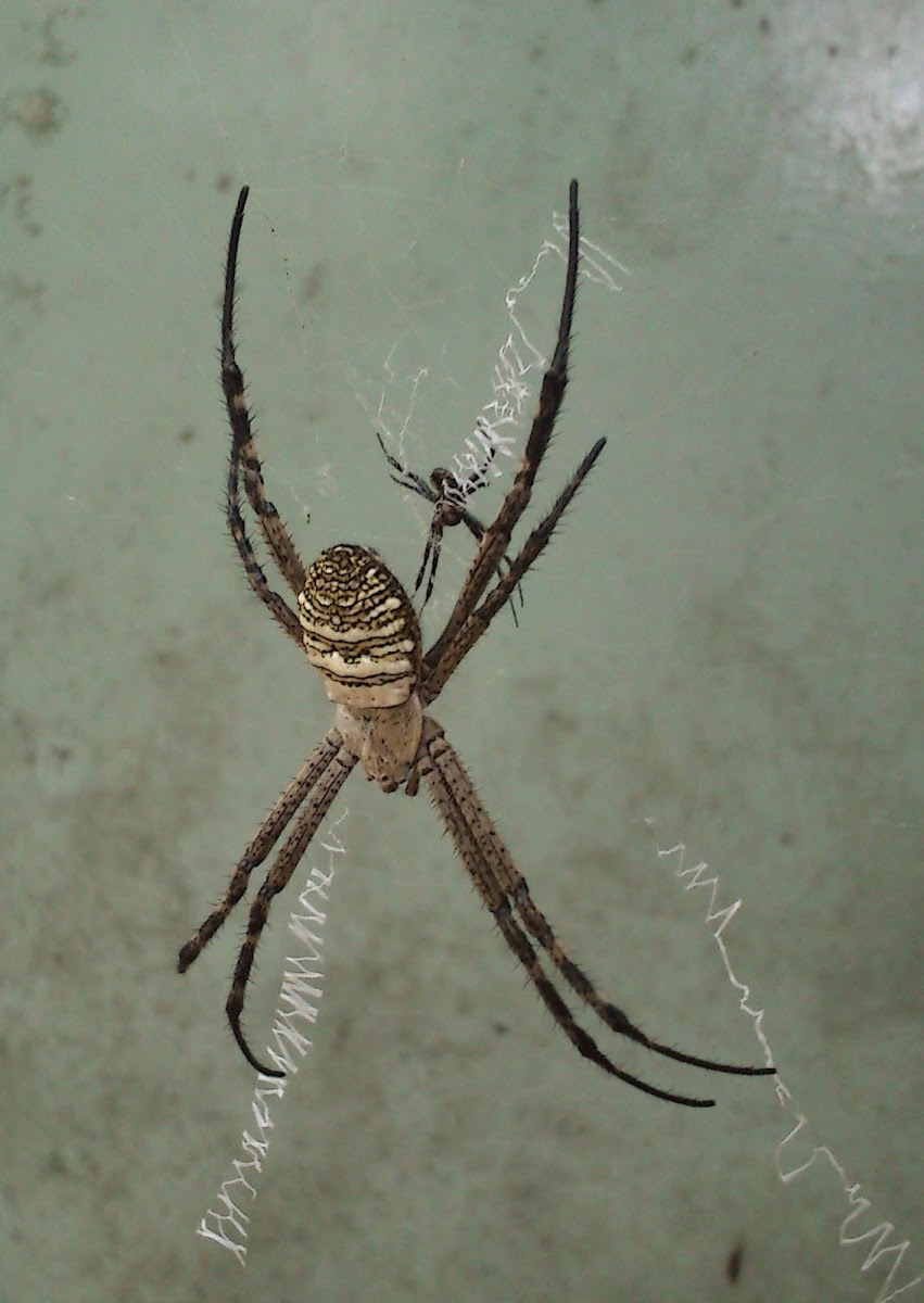 Oval St Andrew's Cross Spider (female & male)