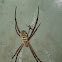 Oval St Andrew's Cross Spider (female & male)