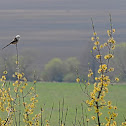 Long-tailed tit