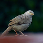 Yellow-billed Babbler