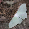 Long-tailed Greenish Silk Moth