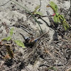 Green darner (m)eating 8 spotted skimmer(f)