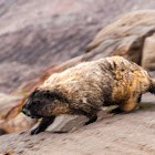 Hoary Marmot