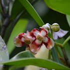 Clusia flower