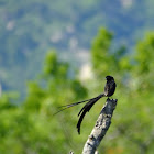 widowbird