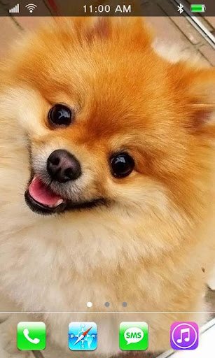 Pomeranian Dog Shpitz LWP