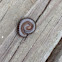 Millipede