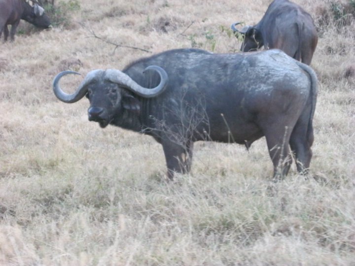 African buffalo