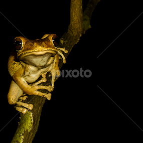 Polypedatus maculatus. by Mathisha Karunarathna - Animals Amphibians