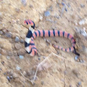 Cape coral snake