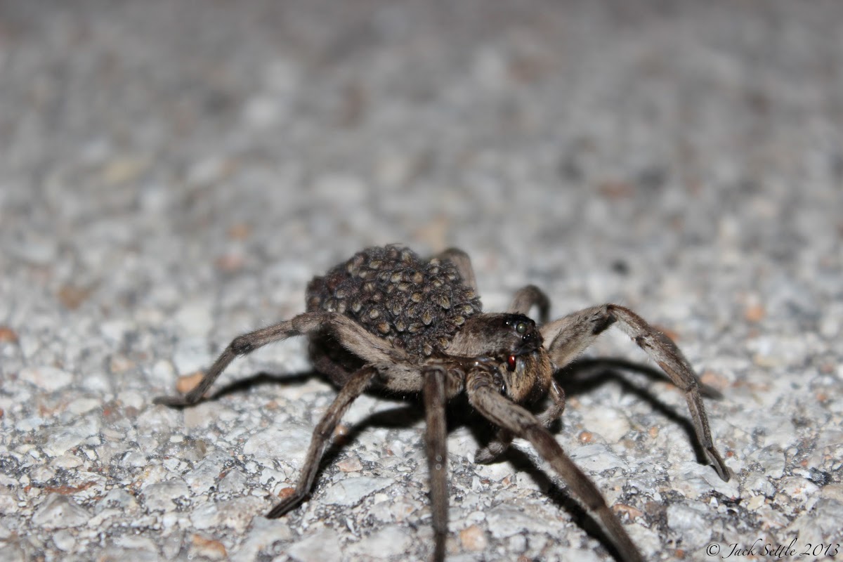 Wolf Spider (with spiderlings)
