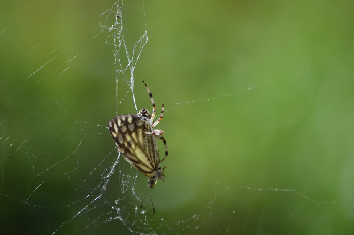 Spider (with butterfly)