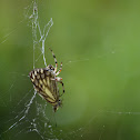 Spider (with butterfly)