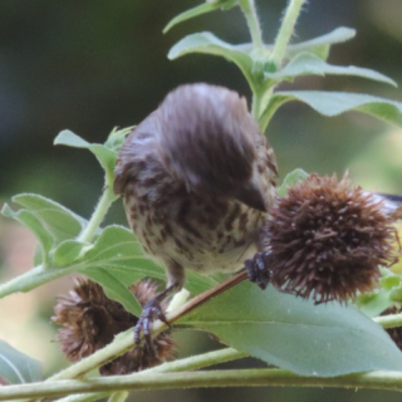 House Finch      female